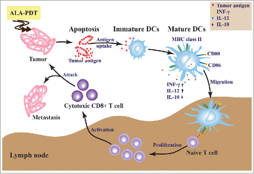 Figure 1. Antitumor immune responses induced by ALA-PDT-treated immunogenic apoptotic cells. ALA-PDT-treated apoptotic cells work as sources of tumor antigens to stimulate the maturations of DCs. T cell immunity is initiated by the mature DCs, preventing tumor growth.