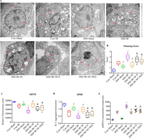 Figure 6. Melatonin limited mitochondrial damage and dysfunction through SIRT3-dependent mitophagy following diabetic LIRI. (A) Mitochondrial ultrastructure. Mitochondria (arrows) in type II alveolar epithelial cells were imaged with transmission electron micrographs (scale bars, 5 μm). (B) Flameng score. (C) Determination of MPTP opening. (D) Determination of mitochondrial membrane potential. (E) BALF mtDNA measurements. MPTP, mitochondrial permeability transition pores; MMP, mitochondrial membrane potential (*P < 0.05 versus Con + Sham group, ^P < 0.05 versus Con + IR group, #P < 0.05 versus DM + IR group, &P < 0.05 versus DM + IR + M group; n = 8 in each group).