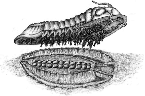 FIGURE 8 Schematic of the tracemaker (trilobite), Asaphellus aff. fezouataensis, removing itself from the substrate, resulting in the trace Rusophycus carleyi. From the striations/ridges within the mesial opening, it is assumed that A. aff. fezouataensis would have podomeral spines. Sketch created by Darrin Molinaro.