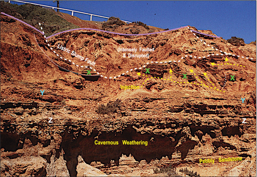 Figure 8. General view of the cliff face near Port Noarlunga showing intense liquefaction-induced soft-sediment deformation disrupting horizon X throughout the sequence above horizon Y, including listric slump faulting (white dashed lines). The cavernous weathering within the indurated unit capped by horizon Z is indicative of distorted bedding while the sequence between horizons Y and Z displays thin layers of soft-sediment deformation between well-bedded layers.
