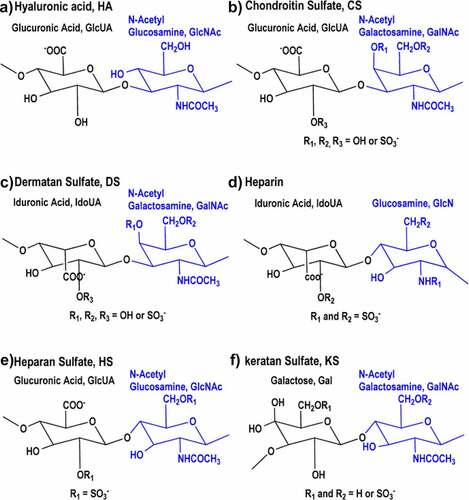 Figure 1. Structures of the repeat units in various GAGs. (A) HA is an unsulfated polymer with [−4)-β-GlcUA-(1-3)-β-GlcNAc-(1-] as the repeating unit. (B) CS is the polymer of sulfated [−4)-β-GlcUA-(1-3)-β-GalNAc-(1-]. Depending on the sulfation pattern, CS can be classified into different subtypes (CSA, CSC, CSD, and CSE). (C) DS composes of the repeating dimeric unit [−4)-α-IdoUA-(1-3)-β-GalNAc-(1-]. L-IdoUA is an epimer of D-GlcUA and the GalNAc residue is sulfated at different positions similar to CS. (D) The major disaccharide unit of heparin is [−4)-α-IdoUA-(1-4)-α-GlcN-(1-]. Iduronic acid is sulfated at O2 and the GlcN unit is N- and O6-sulfated. (E) The major disaccharide unit of HS is [−4)-α-GlcUA-(1-4)-β-GlcNAc-(1-]. The GlcNAc residue is generally sulfated at N2 with or without O6 sulfation. (F) In the typical KS, disaccharide subunits are composed of Gal and GlcNAc-6-sulfate. The Gal residues may or may not have O6 sulfation.