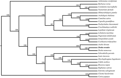 Figure 1. The phylogenetic tree based on 27 complete plastid genome sequences. Accession numbers: Draba oreades KY947352, Aethionema cordifolium NC_009265, Arabidopsis thaliana NC_000932, Arabis hirsute NC_009268, Barbarea verna NC_009269, Brassica napus NC_016734, Cakile arabica NC_030775, Camelina sativa NC_029337, Capsella grandiflora NC_028517, Cardamine macrophylla MF405340, Carica papaya NC_010323, Cochlearia tridactylites NC_029332, Crucihimalaya wallichii NC_009271, Draba nemorosa NC_009272, Eutrema salsugineum NC_028170, Ionopsidium acaule NC_029333, Isatis tinctoria NC_028415, Lepidium virginicum NC_009273, Lobularia maritima NC_009274, Nasturtium officinale NC_009275, Olimarabidopsis pumila NC_009267, Orychophragmus hupehensis NC_033500, Pachycladon cheesemanii NC_021102, Pugionium dolabratum NC_030515, Raphanus sativus NC_024469, Schrenkiella parvula NC_028726, Cleome hassleriana (NC_034364)
