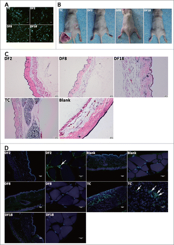 Figure 3. (A) Green fluorescence protein was transfected in 3 sub-clones and tumor cells by lentivirus transfection (Scale bar: 100 μm). (B) Macroscopic appearance of tumor growth 4 weeks after injection of 3 sub-clones and tumor cells. (C and D) HE and Immunofluorescence stain for injection tissues. (White arrows showed the GFP-labeled cells).