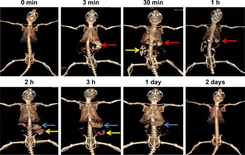 Figure 7 CT scan images of mice at designated time intervals after oral CA/BaSO4 microcapsules. Red, yellow and blue arrows, respectively, denote stomach, small intestine and large intestine.Abbreviations: CT, computed tomography; CA/BaSO4, chitosan-coated alginate microcapsule loaded with in situ synthesized barium sulfate.