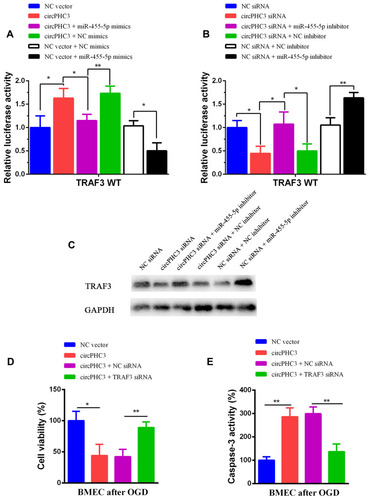 Figure 4 TRAF3 was the functional target of circPHC3. (A) The luciferase activity was detected after co-transfection of circPHC3 and miR-455-5p mimics in TRAF3 WT group. (B) The luciferase activity was measured after co-transfection of circPHC3 siRNA and miR-455-5p inhibitor in TRAF3 WT group. (C) The protein expression level of TRAF3 was detected after co-transfection of circPHC3 siRNA and miR-455-5p inhibitor. (D) Cell viability was test after co-transfection of circPHC3 and TRAF3 siRNA in human BMECs after OGD. (E) Cell apoptosis was observed after co-transfection of circPHC3 and TRAF3 siRNA in human BMECs after OGD. All data are shown as the mean ± SD (*P < 0.05, **P < 0.01); bar, SD.