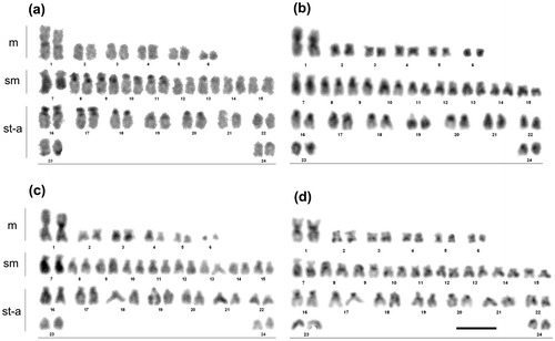 Figure 1. Giemsa-stained karyotypes of the burbot, Lota lota after C-banding (a) and digestion with the restriction endonucleases DdeI (b), AluI (c) and HinfI (d); m: metacentric chromosomes, sm: submetacentric chromosomes, st-a: subtelo-acrocentric chromosomes. Scale bar = 10 μm.