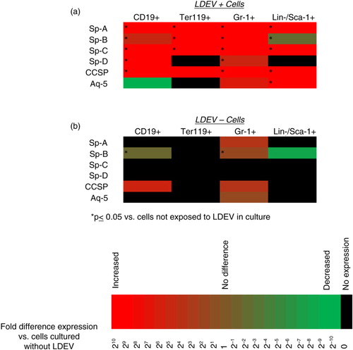 Fig. 3.  Pulmonary epithelial cell mRNA transcripts detected in cells cultured with CFSE-labelled LDEV. (a) Cells cultured with CFSE-labelled LDEV (5.3×104 cells/cm2 with one mouse lung equivalent of LDEV for 48 hours) that are LDEV+ and (b) LDEV−. Gene expression is relative to cells not exposed to LDEV in culture (control) and is displayed as heat maps using a base 2 logarithmic scale. Cell culture experiments performed 3 times, and fold expression values are an average of all 3 experiments. *p>0.05 (Student's t-test), gene expression versus control cells.