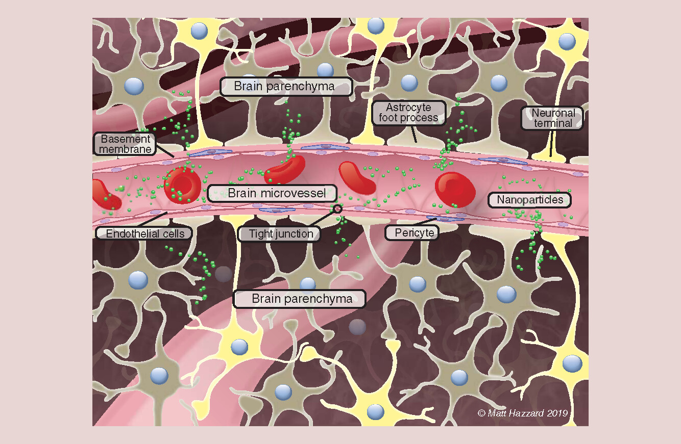 Figure 1. Brain vasculature and components of the blood–brain barrier/neurovascular unit in relation to brain parenchyma.