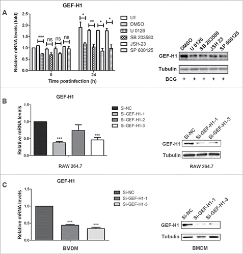 Figure 2. Mycobacterial infection induced GEF-H1 expression was dependent on MAPK signaling pathway, and specific siRNA decreased GEF-H1 expression in macrophages. (A and B) RAW264.7 cells were pretreated with 10 μM SP600125, 300 μM JSH23, 50 μM SB203580, or 50 μM U0126 for 1 h and then infected with BCG for 24 h. (A) GEF-H1 mRNA was evaluated by real-time PCR. (B) GEF-H1 protein expression was evaluated by western blotting. (C and D) RAW264.7 cells (C) and BMDMs (D) were transfected with 100 nM Si-NC or siRNA for GEF-H1 for 30 h. GEF-H1 mRNA levels were evaluated by real-time PCR, and GEF-H1 protein levels were evaluated by western blotting (ns, not significant; *, p < 0.05; **, p < 0.01; ***, p < 0.001).