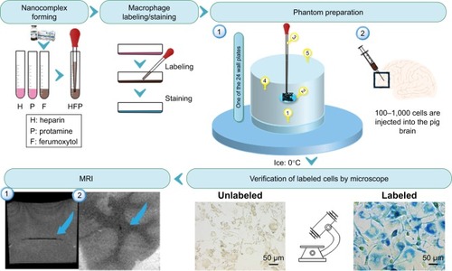 Figure 1 Schematic diagram of the workflow to show the process of nanocomplex preparation, cell labeling, cell staining, labeling verification by microscope, and MRI.Notes: Numbers in phantom preparation indicate as (1) adding 200 μL 4% gelatin at the bottom of each well; (2) adding 100 μL 4% gelatin in the middle of each well and on top of the solid layer formed by the 200 μL gelatin of step 1; (3) injecting 10 μL media with labeled cells and 10% trypan blue in the middle of the previously added 100 μL 4% gelatin before it was frozen; (4) filling the tube with 4% gelatin after the gelatin turned solid and the cells were fixed; (5) removing air bubbles in gelatin using a pipette. Images in MRI represent (1) MRI image of labeled cells in a gel phantom; (2) MRI image of labeled cells in ex vivo pig brain tissue. Blue arrows represent location of labeled cells. Magnification 5×20 for images from verification of labeled cells by microscope.Abbreviation: MRI, magnetic resonance imaging.