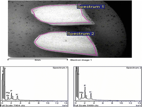 Figure 5 EDX spectra for the upper (spectrum 1) and lower (spectrum 2) halves of WR grain, and the intensity of corresponding elements detected. (Color figure available online.)