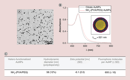 Figure 1. Characterization of Au nanoparticles suspension. (A) Transmission electron microscopy image of 15 nm AuNPs core. (B) UV-visible spectra of the citrate and ATTO590 NH2-(polyvinyl alcohol/PEG) AuNPs. Inset: Schematic design of the heterofunctionalized AuNPs. (C) Physico-chemical characteristics of the AuNPs.NP: Nanoparticle; SD: Standard deviation.
