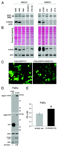 Figure 1. Impact of K-RAS activity on tumor cell clonogenicity. (A) The basal level of K-RAS-GTP was determined as described.Citation39 (B) Total cell lysates were subjected to sodium dodecyl sulfate-PAGE (SDS-PAGE). Following Ponceau staining, the expression level of K-RAS was analyzed by western blotting. Actin was detected as a loading control. (C) FaDu cells were transiently transfected with pEGFP-C1 empty vector or pEGFP/K-RAS(V12); 48 h after transfection, green fluorescent protein (GFP) expression was analyzed by fluorescent microscopy. (D) After microscopy analysis, the cells were lysed, and western blotting was performed. Following detection of K-RAS and P-Akt (S473), the blots were stripped and incubated with antibodies against GFP and Akt1. Actin was used as a loading control. The densitometric values represent the ratios of P-Akt (S473) to Akt1 normalized to 1 in the control vector-transfected cells. (E) FaDu cells were transiently transfected with empty vector or vector expressing K-RAS(V12); 48 h after transfection, the cells were plated for a clonogenic assay. Homozygous K-RAS(G12V) significantly increased PE. The data present the mean ± SD of 12 parallel experiments (*P < 0.05).