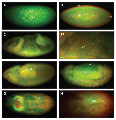 Figure 3 Embryonic expression of dAven. High resolution in situ hybridization of Drosophila embryos at various stages using an RNA-DIG labeled probe encoding an anti-sense sequence of dAven mRNA. (A) Early Drosophila embryo showing dividing nuclei (stained with DAPI and pseudo-colored in red, and indicated by arrows) and maternal dAven mRNA throughout the embryo (green). (B) Stage 5 embryo showing dAven mRNA enriched at the yolk and the yolk nuclei area (yn) and absent from the pole cells (pc) and the blastoderm nuclei (bn). (C) Embryo during gastrulation with ubiquitous distribution of dAven mRNA, including a mild enrichment at the mesoderm (m) and some zygotic transcription (asterisks). (D) Higher magnification image from the same embryo as (C) showing dAven mRNA localizing to cytoplasmic foci (white arrow) outside the nuclei (red) of cells. Zygotic transcription is seen as green dots inside the nuclei (asterisks). (E) Stage 9 embryo with dAven expression throughout the embryo, including the amnioserosa (as). (F) Stage 13 embryo showing ubiquitous dAven expression, including the ventral nerve cord (vnc), the ectoderm (ec) and the amnioserosa (as). (G) and (H) Stage 16 embryo showing dAven expression at the salivary glands (sg) and the malpighian tubules (mt); (H) is a higher magnification image of (G). In all the panels, anterior is to the right and ventral is down.