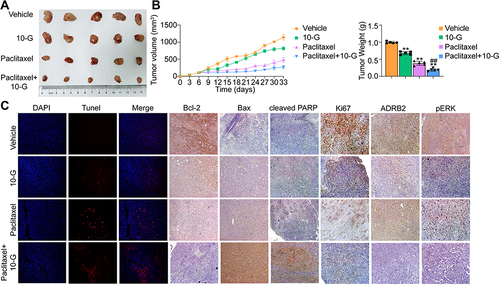 Figure 6 10-G enhanced the anti-tumour effect of paclitaxel in vivo. (A) Representative tumor image in each treatment group (n=5). (B) Tumor volume and tumor weight was measured every 3 days (n=5). (C) Representative tumor image of DAPI/TUNEL double-labeling assay of apoptotic cells in each treatment group (n=5). (D) The protein levels including Ki67, ADRB2, phosphorylated ERK, Bcl-2, Bax and cleaved PARP was assessed by immunohistochemistry (n=5). Data are represented as the mean value ± SD. **P<0.01, compared with vehicle; ##P<0.01, compared with Paclitaxel. (magnification, ×100).