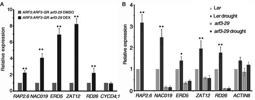Figure 3. ARF3 mediates the drought stress response during early flower development. (A) The expression of drought stress related genes after ARF3 induction measured by real-time RT-PCR. (B) The gene expression of indicated genes in Ler and arf3-29 under the drought stress condition. Three biological replicates were performed. Error bars represent SD from three biological repeats. *P < 0.05 and **P < 0.01.