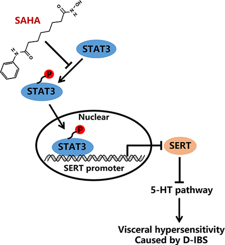 Figure 6 Schematic diagram of the mechanism by which SAHA affects the D-IBS via the STAT3/SERT/5-HT signaling axis. SAHA could promote the transcription of SERT by inhibiting STAT3 phosphorylation and the 5-HT signaling pathway, thereby repressing visceral sensitivity of D-IBS rats and consequently alleviating D-IBS.