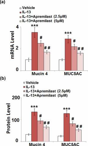 Figure 5. Apremilast inhibited the expression of Mucin 4 and Mucin 5AC (MUC5AC) in hNECs. Cells were stimulated with IL-13 (10 ng/ml) in the presence and absence of Apremilast (2.5, 5 μM) for 24 hours. (a). mRNA of Mucin 4 and MUC5AC; (b). Secretions of Mucin 4 and MUC5AC (***, P < 0.001 vs. vehicle group; #, ##, P < 0.05, 0.01 vs. IL-13 group)