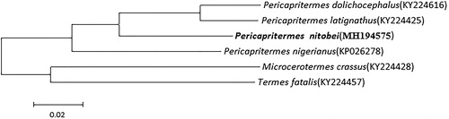 Figure 1. Maximum Likelihood phylogenetic tree of selected termite mitogenomes including Pericapritermes. The phylogenetic tree was constructed using all 13 PCGs. Leaf names were presented as species names and GenBank accession number.