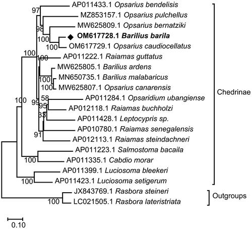 Figure 3. Maximum-likelihood (ML) phylogenetic tree reconstructed using concatenated mitochondrial protein-coding genes of B. barila and other 19 fish species. Accession numbers were followed by the name of the species. The tree topology was evaluated by 1000 bootstrap replicates. Bootstrap values at the nodes correspond to the support values for ML methods.