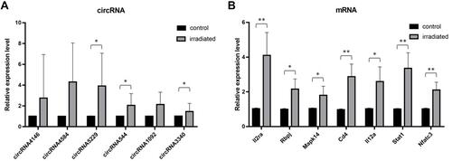 Figure 6 Verification of the expression level of (A) circRNA and (B) mRNA by RT-PCR. The bars show mean with SD. Significant results are noted by * for 0.01 ≤ p < 0.05 and ** for p < 0.01.