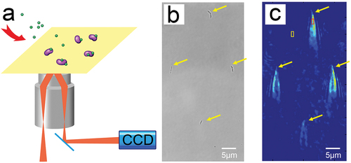 Figure 1. (a) Schematic of a surface plasmon resonance imaging device. (b) An optical bright-field image of S. mutans cells immobilized on a chip. (c) The ‘comet tail’ shaped patterns of time-differential plasmonic images corresponding to the same bacterial cells as in (b). The red box indicates the signal area, and the yellow box indicates the cell-free region.