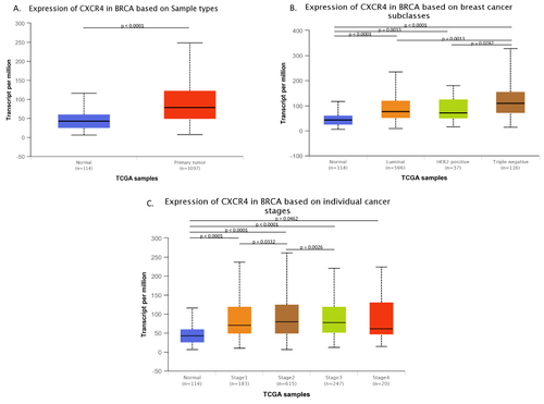 Figure 2 Analysis of CXCR4 mRNA expression levels in BC tissues. (A) Comparison of CXCR4 mRNA expression between BC and healthy tissue. (B) Comparison of CXCR4 mRNA expression between different BC subtypes. (C) Comparison of CXCR4 mRNA expression between different stages of BC.