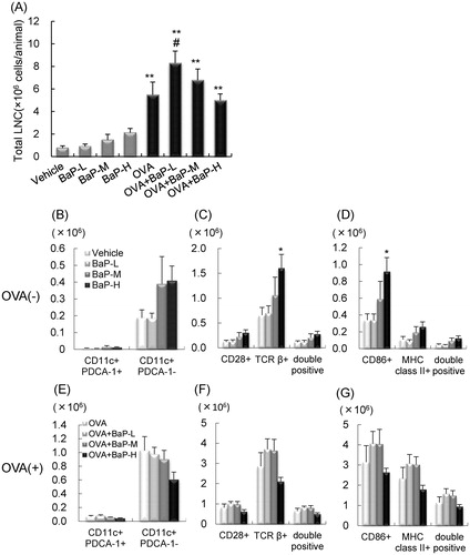 Figure 3. Total cell number and cell surface molecule expression in mediastinal lymph node cells: male offspring. Data is from FACS sorting of cells harvested 24 h after final intratracheal instillation. (A) Total cell number. (B–D) ovalbumin (OVA)− groups. (E–G) OVA+ groups. (B,E) CD11c+PDCA-1+ and CD11c+PDCA-1− cells. (C,F) CD28+, TCRβ+, and CD28+TCRβ+ cells. (D,G) CD86+, MHC Class II+, and MHC Class II+CD86+ cells. Data shown are means ± SEM of 4–8 animals for total cell number or 4 or 5 animals for FACS analysis, respectively. **p < 0.01 vs. vehicle group, #p < 0.05 vs. OVA group.