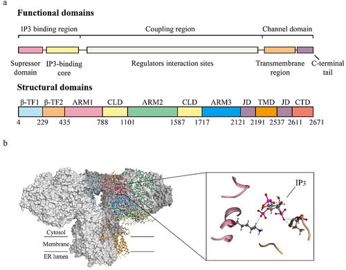 Figure 1. (A) functional domains and structural domains of IP3R3. (B) Cryo-EM structure of human IP3R3 in an IP3-bound state (PDB entry ID: 6DRC).