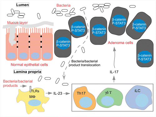 Figure 1. IL-23/IL-17 axis in tumor-elicited inflammation induced by barrier loss. Normal intestinal epithelium is covered by a mucus layer produced by goblet cells. Enterocytes also form tight junctions that control paracellular translocation of ions and molecules, and prevent translocation of commensal bacteria and their products into the lamina propria. Loss of Apc and activation of β-catenin induce adenoma formation in the intestine. Adenoma cells fail to produce mucus and form an effective intercellular junctional structure. As a consequence, gut bacteria and/or their products translocate into tumor stroma and activate tumor associated macrophages to produce IL-23, which in turn signals to Th17 cells and other IL-17 producing cells. IL-17 signals on adenoma cells and activates STAT3 indirectly to promote their proliferation.