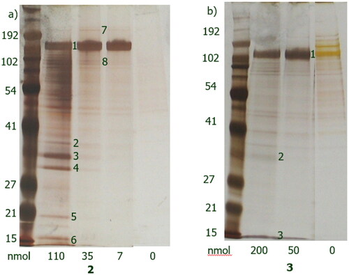 Figure 3. Silver stained gels of bound proteins after incubation of 2 (a) and 3 (b) derivatives with A431 cell lysate.