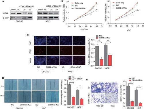 Figure 3 RNAi-mediated CD44 silencing inhibits in vitro GBC cells’ proliferation, migration and invasion.Notes: (A) Dose-dependent CD44-siRNA downregulated the expression of CD44. (B) CCK-8 assay showed that CD44 silencing attenuated proliferation of GBC-SD and NOZ cells. (C) EDU assay confirmed that CD44 knockdown suppresses proliferation of GBC-SD and NOZ cells. (D) CD44 silencing caused a remarkable suppression of cell migration in GBC-SD and NOZ cells using wound-healing assay. (E) The invasiveness of GBC-SD and NOZ cells infected with CD44-siRNA was significantly suppressed according to cell invasion assay. **P<0.01.Abbreviations: RNAi, RNA interference; CD44, cluster of differentiation 44; GBC, gallbladder cancer; NC, nonspecific control siRNA.