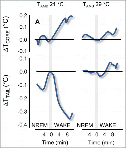 Figure 3. Panel A shows changes (Δ) in peritoneal (core) and distal skin (tail) temperature (T) upon awakening, i.e., on passing from non-rapid-eye-movement sleep (NREM) to wakefulness (WAKE) in wild-type rats at ambient temperature (TAMB) of 21 °C and 29 °C. The gray shading at time 0 marks the time of awakening. Data are means for seven rats. Error bars and statistics are omitted for clarity. Modified from Citationref. 53, with permission.
