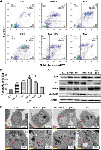 Figure 5 PCH-induced apoptosis in HCT116 colon cancer cells.Notes: (A) HCT116 cells were pre-incubated with or without 5 mM NAC for 0.5 hour before exposure to PCH at the indicated concentrations for 12 hours. The percentage of cell apoptosis was determined by Annexin-V/PI staining and flow cytometry. (B) The percentage of apoptotic cells in the treatment groups was calculated. **P<0.01; ***P<0.001, compared with the Con group (n=3). (C) The colon cancer cell lines were pre-incubated with or without 5 mM NAC for 0.5 hour before exposure to PCH at indicated concentrations for 24 hours, the expression of apoptosis-related proteins was determined by Western blot analysis. GAPDH was used as loading control. All data are expressed as mean ± SE of triplicate experiments. All images shown are representative of three independent experiments with similar results. Error bars represent the SEM of triplicates. (D) Effect of PCH on the morphology of mitochondria in HCT116 cells. HCT116 cells were treated as described in the “Materials and methods” section. The morphology of mitochondria in HCT116 cells was examined with a transmission electron microscope (×10,000 or ×50,000). Results from a representative cell sample out of three studied in each group are shown. The shape of the mitochondria is normal in the control group cells, the PCH + NAC (5 mM) group cells, and NAC (5 mM) group cells (arrows indicate normal mitochondria). Exposure to PCH for 6 hours caused mitochondrial dysfunction in the PCH group cells (arrows indicate swollen mitochondria). (PCH equivalent to 10 µg/mL HCPT).Abbreviations: Annexin V-FITC, annexin fluorescein isothiocyanate-labeled annexin V; CA, cinnamaldehyde; Con, control; HCPT, 10-hydroxy camptothecin; NAC, N-acetyl-cysteine; PCH, HCPT-CA-loaded nanoparticles; PI, propidium iodide; SE, standard error.