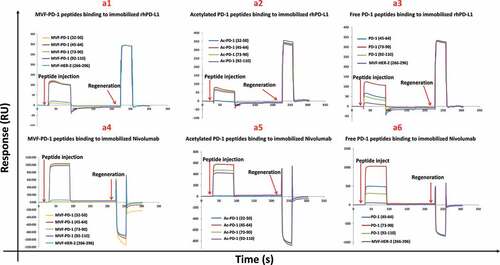 Figure 2. Characterization of novel hPD-1 peptide epitopes by SPR. The specificity of PD-1 was determined by SPR spectroscopy (Biacore T200, at 25°C) and binding affinities to immobilized rhPD-L1 and nivolumab on CM5 sensor chips were determined. rhPD-L1 and nivolumab were immobilized onto the gold surface of a CM5 sensor chip by direct amine coupling. Panels a1-a3 represents the different forms of peptide binding to rhPD-L1 and Panels a4-a6 binding to nivolumab