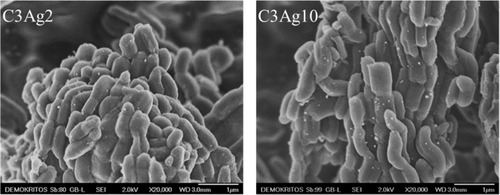 Figure 1 SEM images of C3Ag2 and C3Ag10.