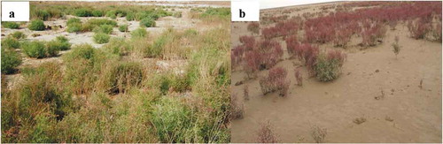 Figure 1. Suaeda salsa growing at inland saline soil (a) and an intertidal zone (b)