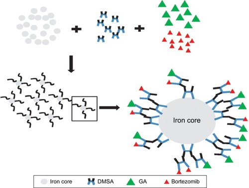 Figure 3 Schematic representation of BTZ with GA polymerized DMSA modified iron oxide magnetic nanoparticles (MNPs) through the formation of bortezomib-gambogic acid DMSA-Fe3O4 MNP nanocomposites.Abbreviations: Iron core, iron oxide core; BTZ, bortezomib; GA, gambogic acid; DMSA, dimercaptosuccinic acid; DMSA-Fe3O4, dimercaptosuccinic acid modified iron oxide; MNPs, magnetic nanoparticles.