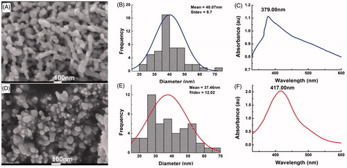Figure 1. Characterization of ZnONPs and AgNPs. (A) SEM image of ZnONPs. (B) Particle size distribution of ZnONPs (n = 50); (C) Ultraviolent-visible spectroscopy of ZnONPs. (D) SEM image of AgNPs. (E) Particle size distribution of AgNPs (n = 50). (F) Ultraviolent-visible spectroscopy of AgNPs.