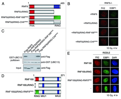 Figure 5. RNF8 and RNF168 RING domains are not functionally interchangeable. (A and D) Schematic illustrations of RNF8 and RNF168 chimeric constructs. (B and E) RNF8−/− MEFs or RIDDLE cells (RNF168 mutant cells) reconstituted with indicated constructs were irradiated (10 Gy) and were processed for immunofluorescent experiments to assess FK2 and 53BP1 foci formation. (C) GST-UBC13 interacted with RNF8 and Chfr RING but not RNF168 RING. Agarose beads conjugated with GST-UBC13 proteins were incubated with lysates derived from cells expressing indicated proteins. Bound protein complexes were separated by SDS-PAGE and analyzed by western blotting using indicated antibodies.