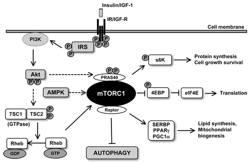 Figure 2. Signaling pathways regulating the activity of mTORC1. Growth factor (such as insulin and IGF1) stimulation activates Akt which inactivates TSC2 via phosphorylation leading to the conversion of Rheb-GTP to Reb-GD preventing inhibition of mTORC1. On the other hand, low levels of ATP can result in the activation of AMPK which can inhibit mTORC1. Activated mTORC1 can induce translation of mRNA via the phosphorylation of 4E-BP1 and p70S6 kinase. mTORC1 also results in suppression of autophagy.