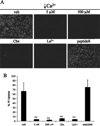 Figure 9 Peptide5 prevents hemichannel opening. (A) Fluorescent images of NT2/D1 cells incubated with propidium iodide in low Ca2 + conditions. Both 5 and 500 μ M peptide5 reduce the uptake of propidium iodide to a similar degree as LaCl3 and carbenoxolone while peptide8 has no effect on dye uptake. (B) Graph demonstrating that the number of cells taking up dye is significantly reduced in the presence of peptide5, LaCl3 and carbenoxolone but not peptide 8; **p < 0.01.