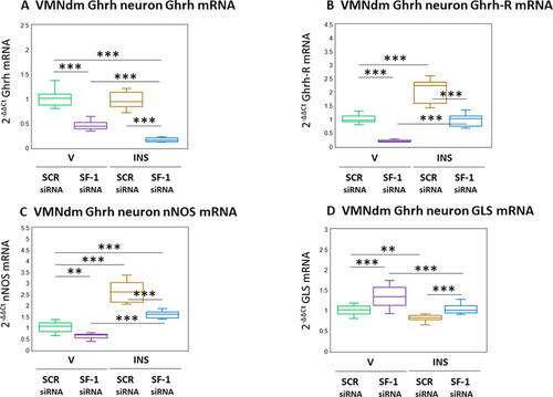 Figure 3. Effects of SF-1 gene silencing on hypoglycemic patterns of Ghrh, Ghrh receptor (Ghrh-R), nitric oxide synthase (nNOS), and glutaminase (GLS) mRNA expression in male rat VMNdm Ghrh neurons. Data depict mean normalized Ghrh (A), Ghrh-R (B), nNOS (C), and GLS (D) mRNA measures for VMNdm Ghrh neurons collected following SCR siRNA/V (n = 12); SF-1 siRNA/V (n = 12); SCR siRNA/INS (n = 12); or SF-1 siRNA/INS (n = 12) treatment. Normalized mRNA data were analyzed by two-way ANOVA and Student-Neuman-keuls post-hoc test, using GraphPad prism, vol. 8 software. Statistical differences between discrete pairs of treatment groups are denoted as follows: *p < 0.05; **p < 0.01; ***p < 0.001.