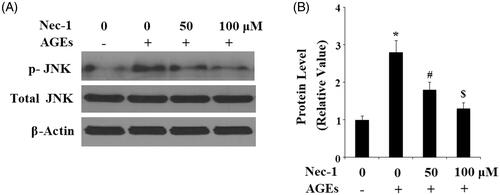 Figure 6. Nec-1 suppressed AGE-induced activation of JNK. Human chondrosarcoma SW1353 cells were treated with 100 μg/mL AGEs in the presence or absence of Nec-1 (50 and 100 μM) for 1 h. (A) Phosphorylated and total levels of JNK. (B) Quantification of phosphorylated JNK (*, #, $, p < .01 vs. previous column group).