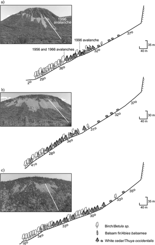 FIGURE 2. West-facing scree slopes a) T-5, b) T-3, and c) RC. The area devastated by the 1996 avalanche at stand T-5 is also shown in a)
