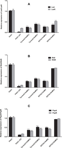 Figure 3 Effect of sub-MICs (1/4x and 1/8x MIC) of tyrosol and EDTA on the level of expression of QS regulatory genes: (A) relative expression of lasI/lasR, (B) relative expression of rhlI/rhIR and (C) relative expression of pqsA/pqsR of treated P. aeruginosa PAO1.