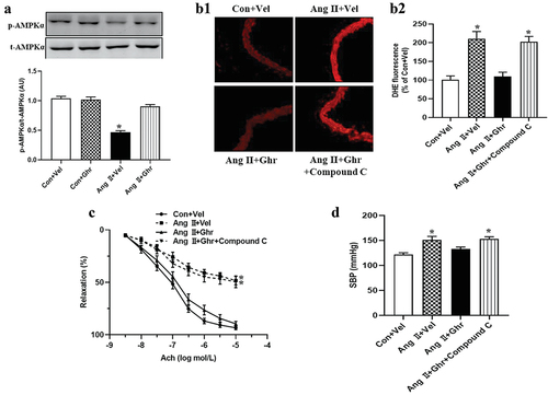 Figure 5. The role of AMPK signaling in ghrelin reducing oxidative stress and improving endothelial function in Ang II-induced hypertensive mice. (a) the phosphorylation of AMPKα were analyzed by western blotting. Data were expressed as the means ± S.E.M (n = 6/group). *P<.05 vs others. ROS was measured by DHE fluorescence (b1 and b2) and Ach-induced relaxation (c) in thoracic aortas incubated with or without Compound C. Systolic blood pressure (SBP) (d) was measured by the tail-cuff method at the age of 16 weeks with or without Compound C treatment. Data were expressed as the means ± S.E.M (n = 6/group). *P<.05 vs Con+Vel or Ang II+Ghr, one-way ANOVA followed by Newman-keuls post hoc test.