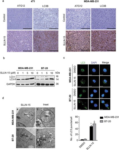 Figure 2. SLLN-15 induced autophagy in breast cancer cells. (a) Representative images of primary tumor tissues from MDA-MB-231 and 4T1 xenografts models treated with vehicle or SLLN-15 (30 mg/kg), immunohistochemically stained with LC3B and ATG12 antibodies (scale bar: 500 nm). (b) MDA-MB-231 and BT-20 cells were treated with either DMSO or the indicated concentration of SLLN-15 for 24 h, lysed, immunoblotted with antibodies against LC3B and GAPDH (internal control). (c) MDA-MB-231 and BT-20 cells were treated with either DMSO or 10 μM SLLN-15 for 24 h, fixed and stained with anti-LC3 antibody (green) and with DAPI (blue) on top (scale bar: 20 μm) and quantification of the number of LC3 puncta per cells (mean ± SEM, n = 30 cells from three independent experiments, *p < 0.05) at the bottom. (d) Autophagy measured by transmission electron microscopy in MDA-MB-231 cells and BT-20 cells treated with 10 μM of SLLN-15 for 24 h. N, nucleus; av, autophagic vacuoles; ap, autophagosome; pg, phagophore (scale bar: 100 nm).