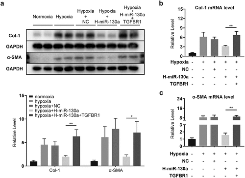 Figure 7. Attenuation of the influence of miR-130a by co-transfection with TGFBR1. (a) Col-1 and α-SMA protein levels, as determined with Western blot. (b-c) Col-1 and α-SMA mRNA levels, as determined with rt-PCR.