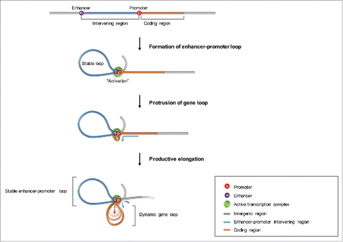 Figure 1. Architectural model of transcription elongation. In the model depicted, the DNA template moves relative to the pol2 complex that is established via enhancer- and promoter-bound transcription factors. This leads to protrusion of the newly transcribed DNA placing the enhancer and promoter in dynamic proximity with the template. On an absolute scale, whether the pol2 complex is fixed or whether it contributes to the relative movement between it and the template will ultimately be resolved by live cell imaging.